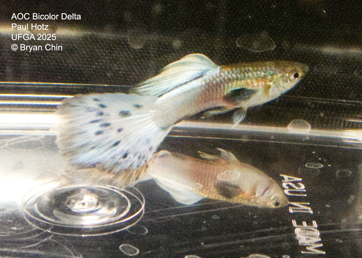 Guppy Bicolor Pastel